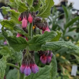 Set of 10 True Comfrey Plant Roots, Bocking 14 Variety, Perennial Herb, 4 Inch - Image 9