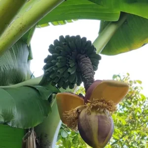 Set of 2 Basjoo Banana Live Plants - 6-10