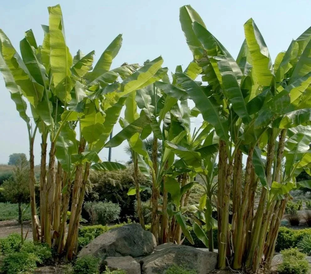 Set of 2 Basjoo Banana Live Plants - 6-10" Tall Starter Plants for Outdoor & Indoor - Image 4