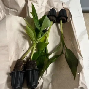 Set of 2 Basjoo Banana Live Plants - 6-10