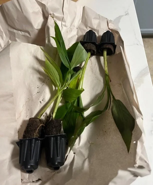 Set of 2 Basjoo Banana Live Plants - 6-10" Tall Starter Plants for Outdoor & Indoor - Image 5