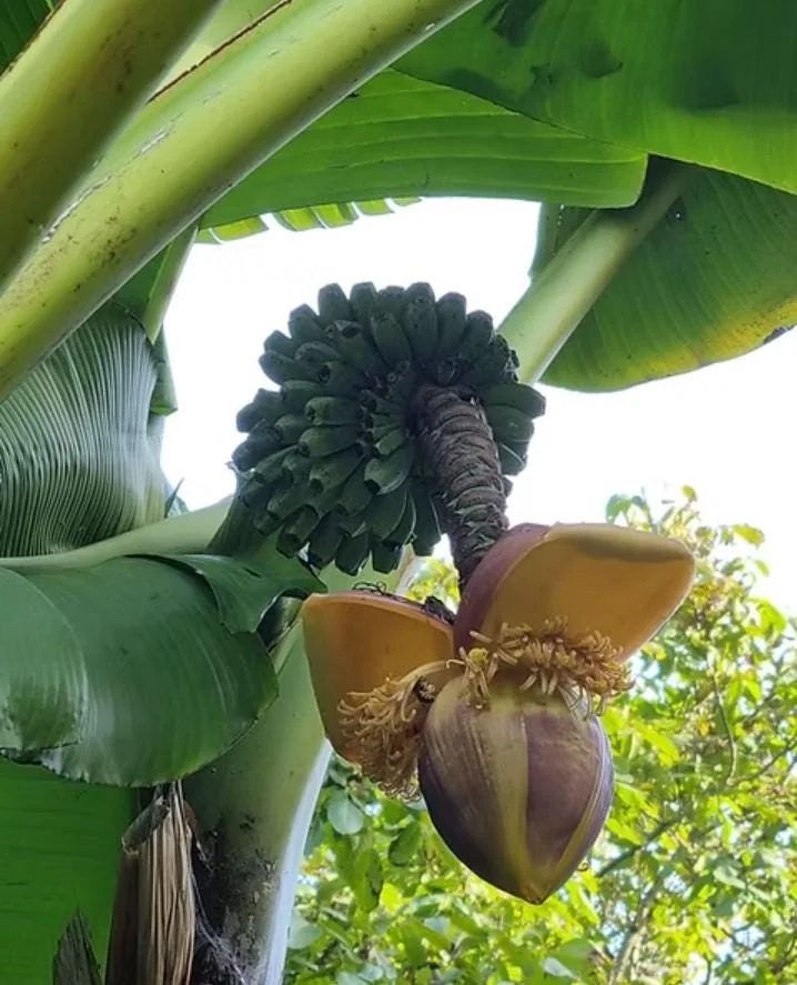 Set of 2 Basjoo Banana Live Plants - 6-10" Tall Starter Plants for Outdoor & Indoor - Image 1