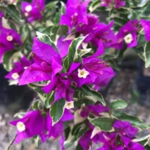 Set of 2 Blueberry Ice Bougainvillea Live Starter Plants – 4-10
