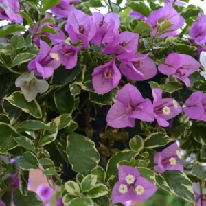 Set of 2 Blueberry Ice Bougainvillea Live Starter Plants – 4-10