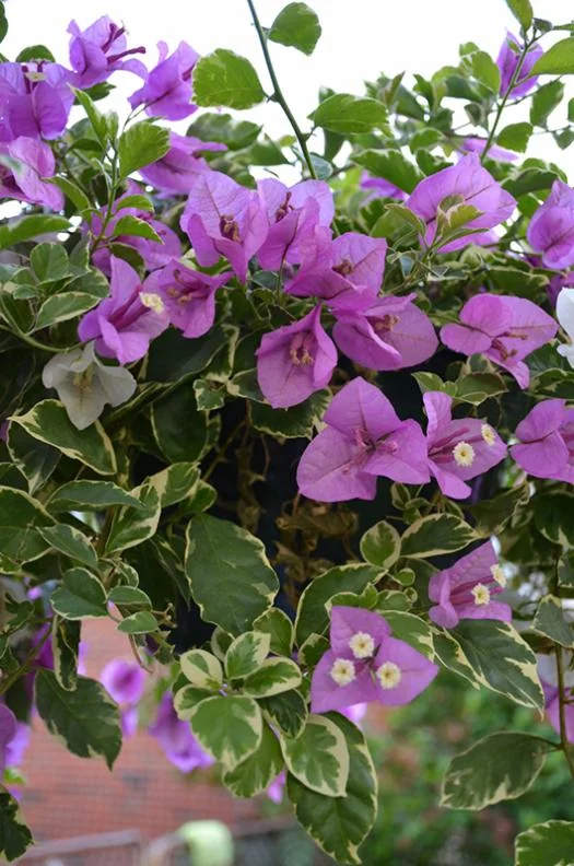 Set of 2 Blueberry Ice Bougainvillea Live Starter Plants – 4-10" Tall – Hardy Vine - Image 3