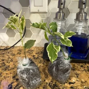 Set of 2 Blueberry Ice Bougainvillea Live Starter Plants – 4-10