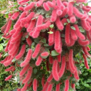 Set of 2 Chenille Copper Plant Starter Plants - 3-6" Tall Tropical Shrub for Outdoor Gardening - Image 3