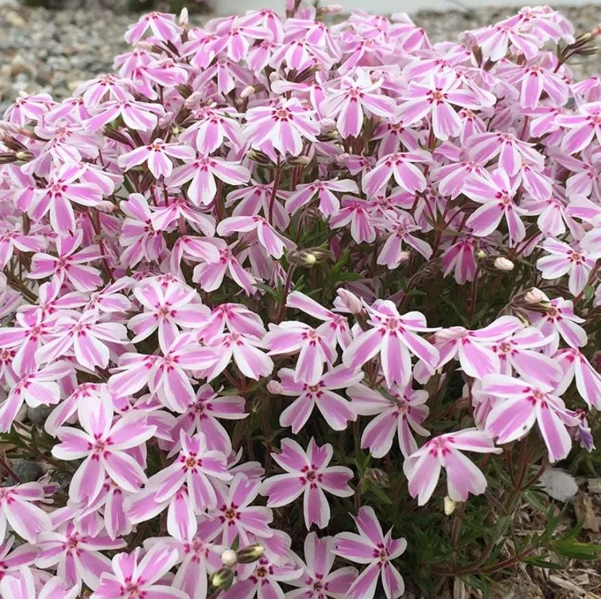 Set of 2 Creeping Phlox Candy Stripe Live Plants - 3-6" Tall Plugs - Pink & White Groundcover Perennial - Image 2