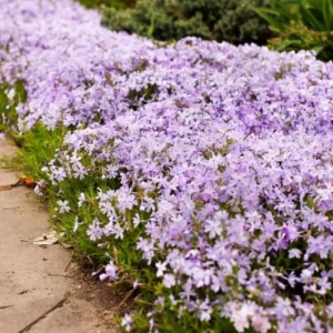 Set of 2 Creeping Phlox Candy Stripe Live Plants - 3-6
