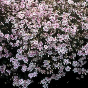 Set of 2 Creeping Phlox Candy Stripe Live Plants - 3-6