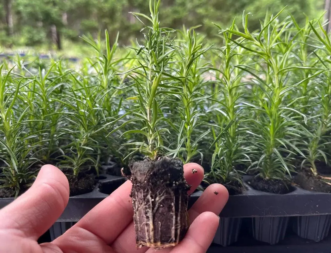 Set of 2 Creeping Phlox Candy Stripe Live Plants - 3-6" Tall Plugs - Pink & White Groundcover Perennial - Image 5