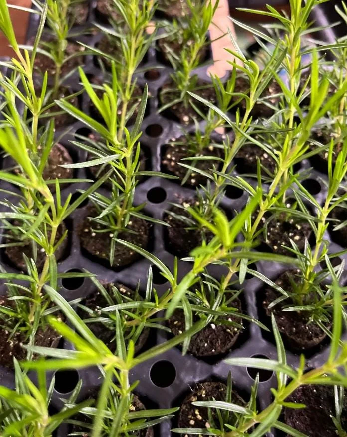 Set of 2 Creeping Phlox Candy Stripe Live Plants - 3-6" Tall Plugs - Pink & White Groundcover Perennial - Image 6