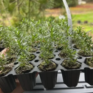 Set of 2 Creeping Phlox Candy Stripe Live Plants - 3-6