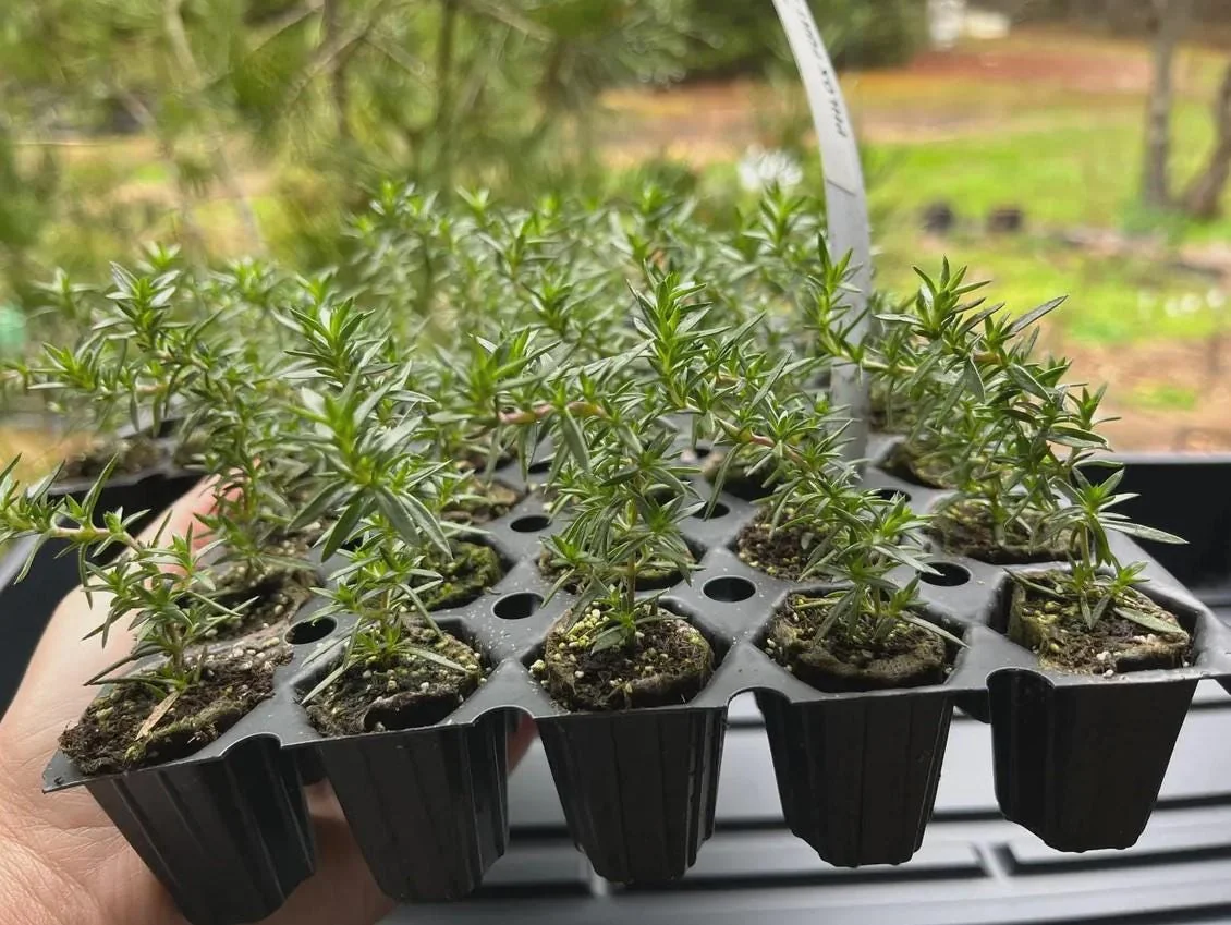 Set of 2 Creeping Phlox Candy Stripe Live Plants - 3-6" Tall Plugs - Pink & White Groundcover Perennial - Image 7