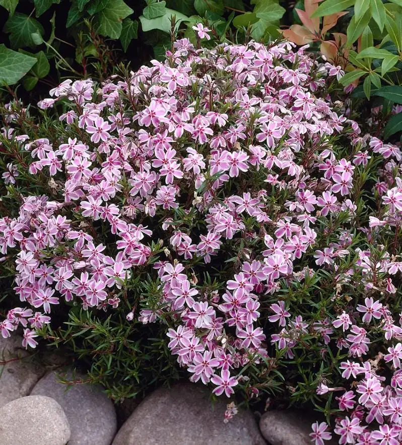 Set of 2 Creeping Phlox Candy Stripe Live Plants - 3-6" Tall Plugs - Pink & White Groundcover Perennial - Image 1