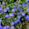 Set of 2 Creeping Veronica Georgia Blue Live Plants - 3-6" Tall - Groundcover Perennial - Image 1