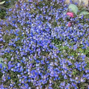 Set of 2 Creeping Veronica Georgia Blue Live Plants - 3-6