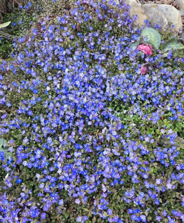 Set of 2 Creeping Veronica Georgia Blue Live Plants - 3-6" Tall - Groundcover Perennial - Image 3