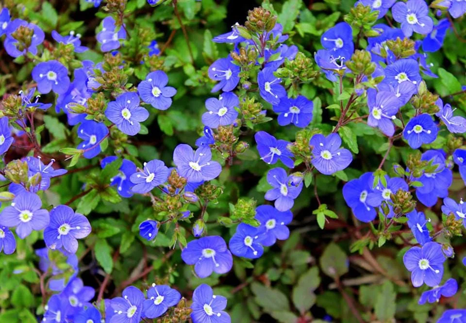 Set of 2 Creeping Veronica Georgia Blue Live Plants - 3-6" Tall - Groundcover Perennial - Image 1