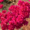 Set of 2 Double Red Bougainvillea Live Plant Starter, 4-10" Tall Vine - Image 1