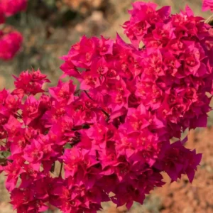 Set of 2 Double Red Bougainvillea Live Plant Starter, 4-10