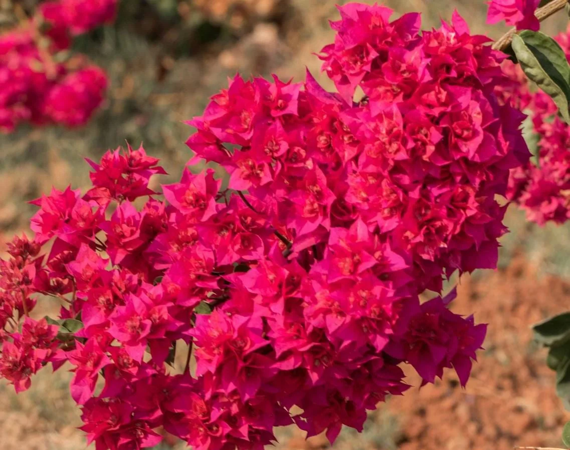 Set of 2 Double Red Bougainvillea Live Plant Starter, 4-10" Tall Vine - Image 1