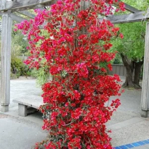 Set of 2 Double Red Bougainvillea Live Plant Starter, 4-10