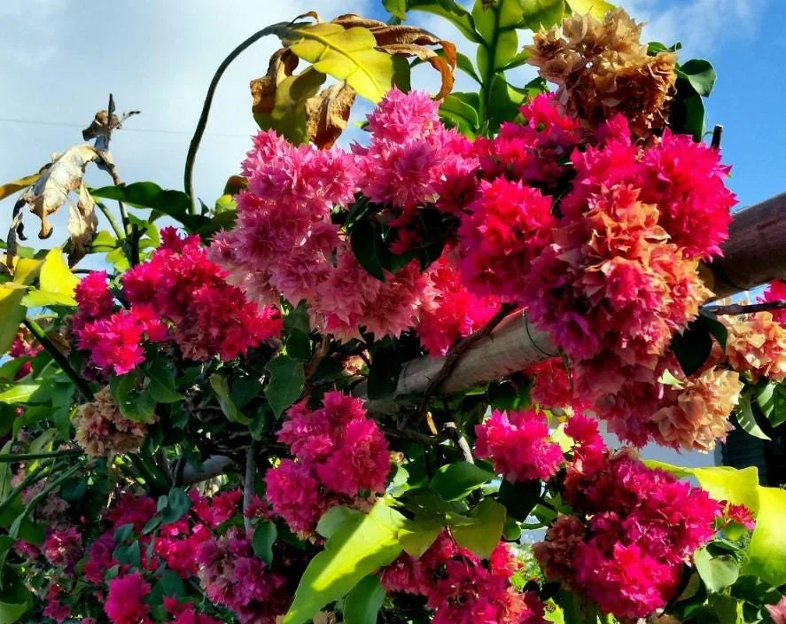 Set of 2 Double Red Bougainvillea Live Plant Starter, 4-10" Tall Vine - Image 3