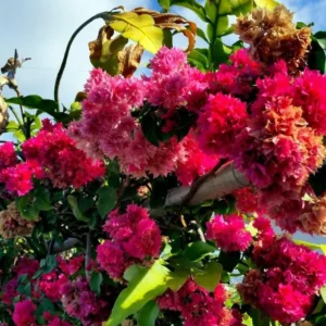 Set of 2 Double Red Bougainvillea Live Plant Starter, 4-10
