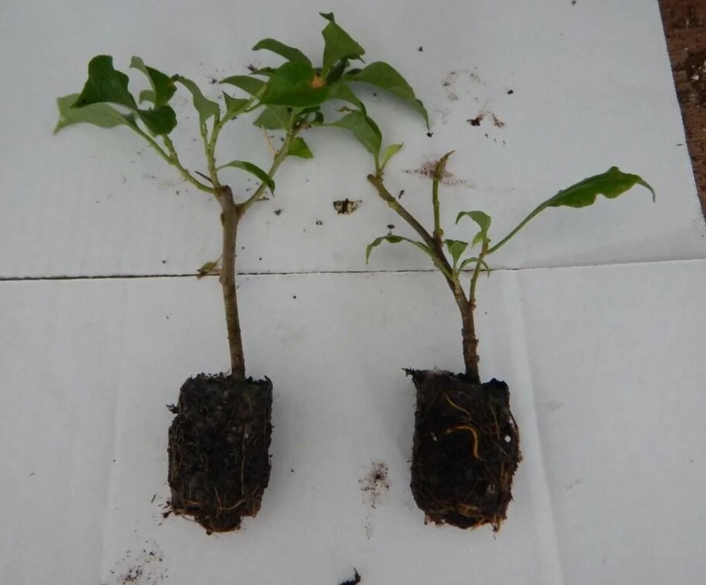 Set of 2 Double Red Bougainvillea Live Plant Starter, 4-10" Tall Vine - Image 4