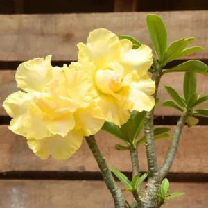 Set of 2 Double Yellow Desert Rose Live Starter Plants - 3-6" Tall Adenium Obesum for Garden & Bonsai - Image 2