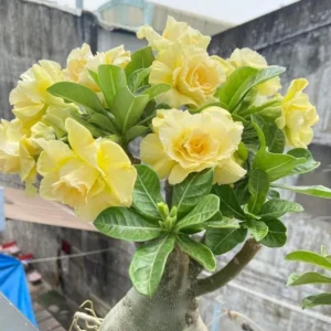 Set of 2 Double Yellow Desert Rose Live Starter Plants - 3-6" Tall Adenium Obesum for Garden & Bonsai - Image 1