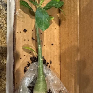 Set of 2 Double Yellow Desert Rose Live Starter Plants - 3-6