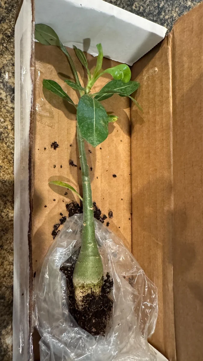 Set of 2 Double Yellow Desert Rose Live Starter Plants - 3-6" Tall Adenium Obesum for Garden & Bonsai - Image 4