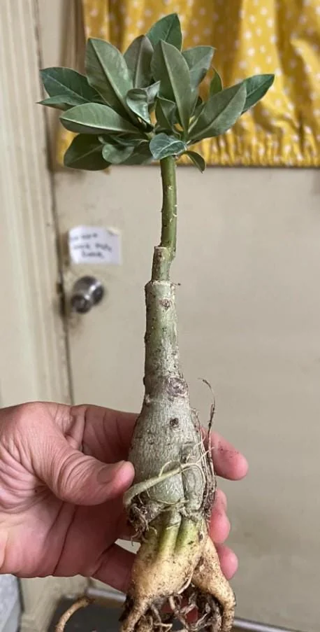 Set of 2 Double Yellow Desert Rose Live Starter Plants - 3-6" Tall Adenium Obesum for Garden & Bonsai - Image 5