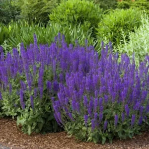 Set of 2 May Night Salvia Live Plants - 3-6