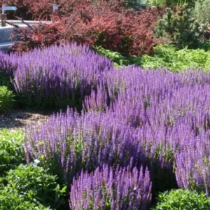 Set of 2 May Night Salvia Live Plants - 3-6