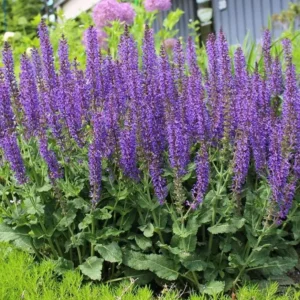 Set of 2 May Night Salvia Live Plants - 3-6