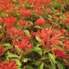 Set of 2 Mexican Firebush Live Plants - Hamelia Patens Starter - 3-6" Tall Outdoor Shrub - Image 1