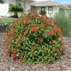 Set of 2 Mexican Firebush Live Plants - Hamelia Patens Starter - 3-6" Tall Outdoor Shrub - Image 2