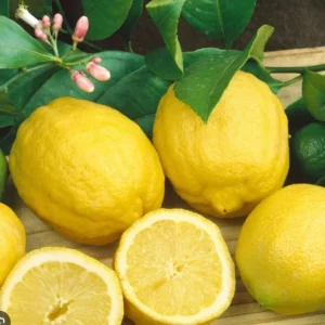 Set of 2 Meyer Lemon Trees Live Plants, 2-4 Inch Tall, 4" Pot, Indoor/Outdoor Citrus - Image 2