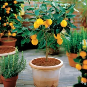 Set of 2 Meyer Lemon Trees Live Plants, 2-4 Inch Tall, 4