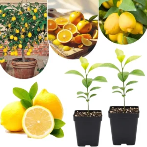 Set of 2 Meyer Lemon Trees Live Plants, 2-4 Inch Tall, 4" Pot, Indoor/Outdoor Citrus - Image 1