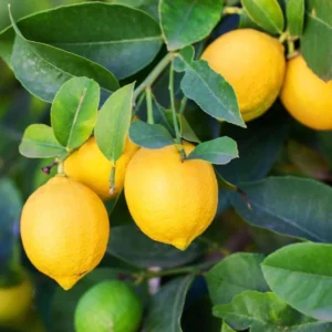 Set of 2 Meyer Lemon Trees Live Plants, 2-4 Inch Tall, 4