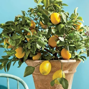 Set of 2 Meyer Lemon Trees Live Plants, 2-4 Inch Tall, 4