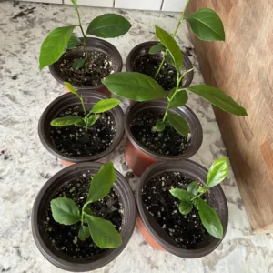 Set of 2 Meyer Lemon Trees Live Plants, 2-4 Inch Tall, 4