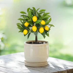 Set of 2 Meyer Lemon Trees Live Plants, 2-4 Inch Tall, 4