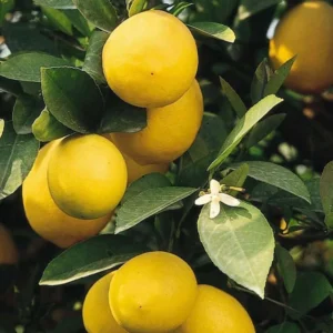 Set of 2 Meyer Lemon Trees Live Plants, 2-4 Inch Tall, 4