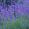 Set of 2 Munstead Lavender Live Plant Plugs - 3-6" Tall - Fragrant English Lavender for Garden - Image 1