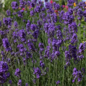 Set of 2 Munstead Lavender Live Plant Plugs - 3-6